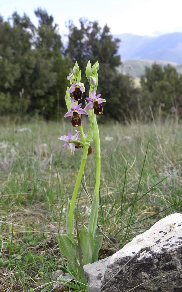 Ophrys crabronifera nellAbruzzo aquilano - aprile  2022.